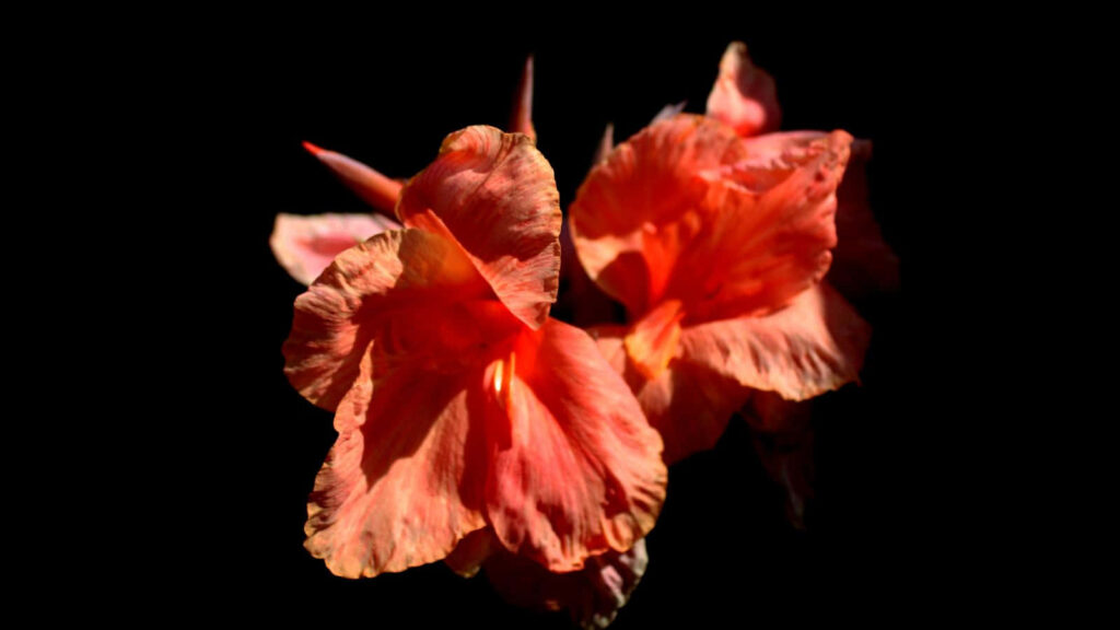Vibrant Hibiscus Flower Wallpaper on Bold Black Background