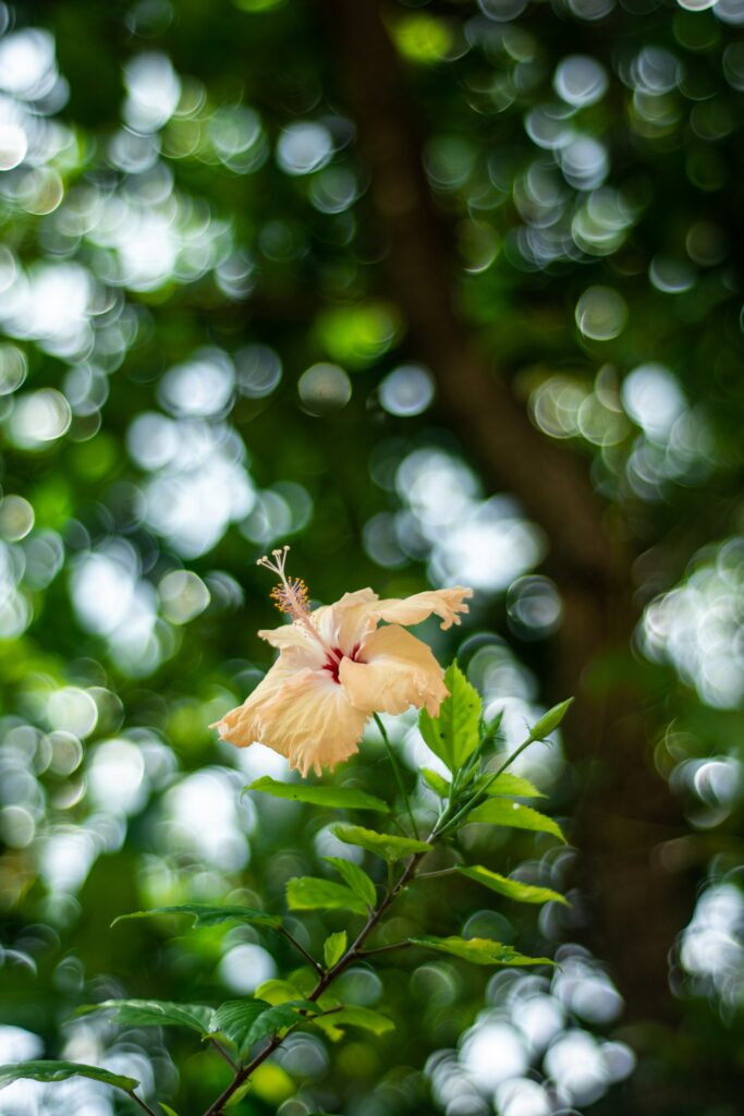Stunning Hibiscus Flower Wallpaper with Bokeh Background Effect