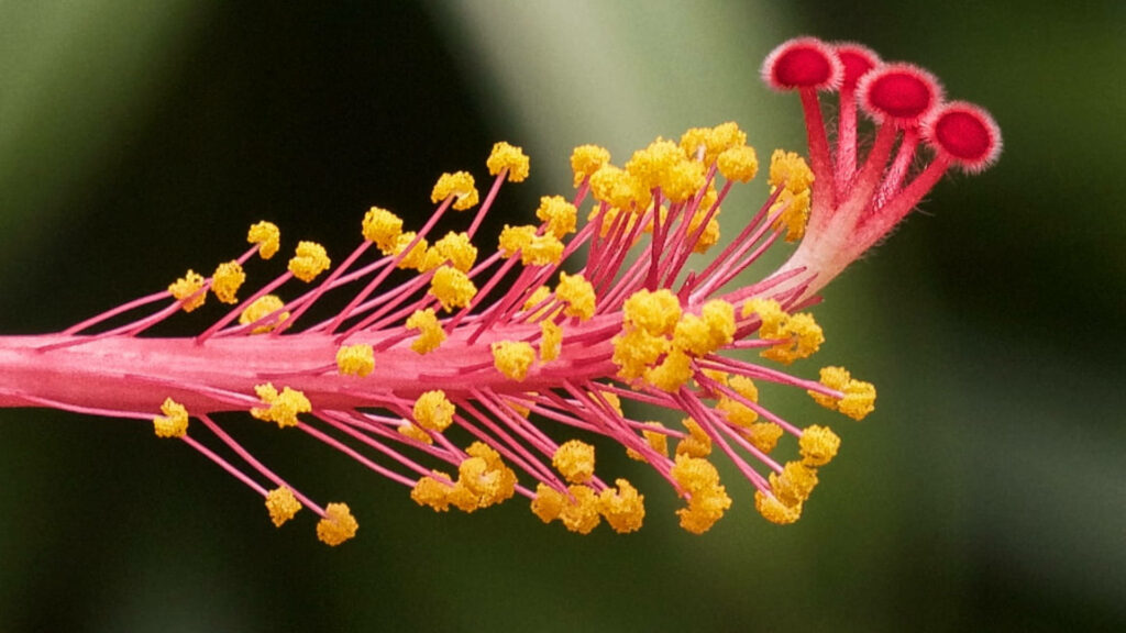 Vibrant Hibiscus Pistil Close-Up: Pink Filament & Yellow Pollen Background Wallpaper