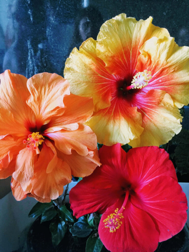Vibrant Hibiscus Flower Wallpaper in Bold Orange, Yellow, and Red