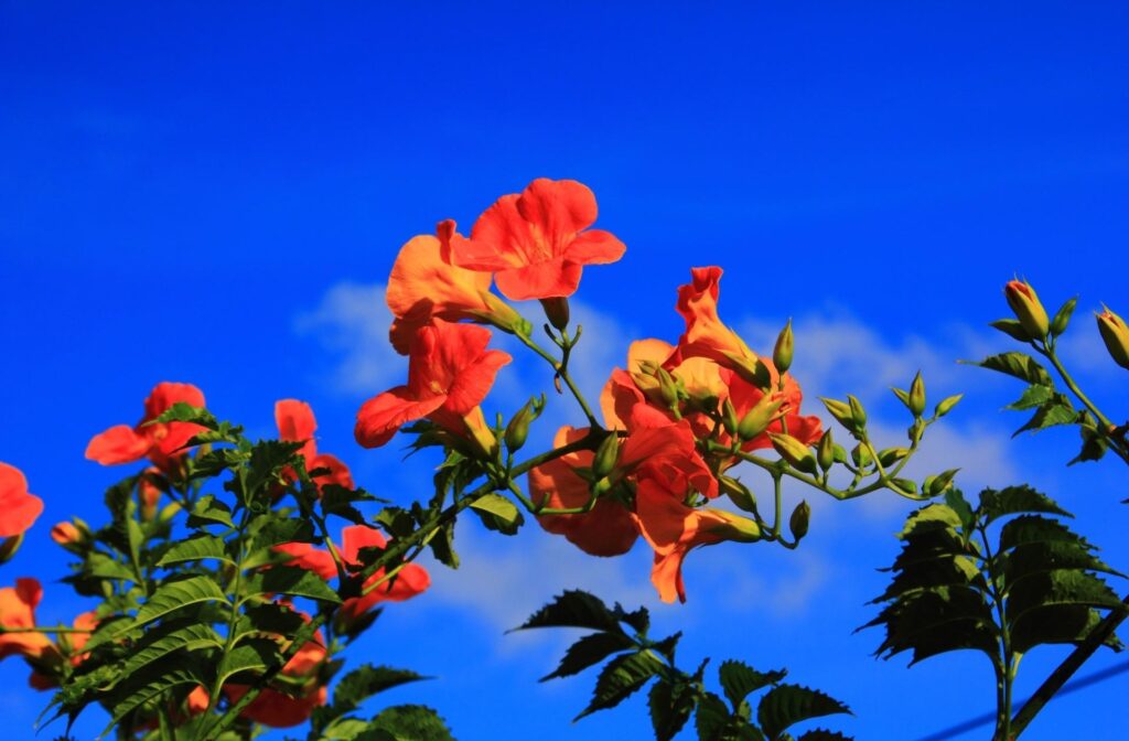 Vibrant Hibiscus Blossom Wallpaper Against Clear Blue Sky Background