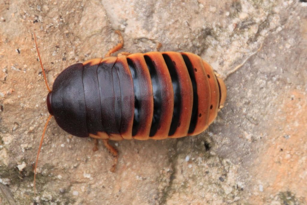 High-definition macro of hissing cockroach with orange black bands on textured sandy rock background Wallpaper