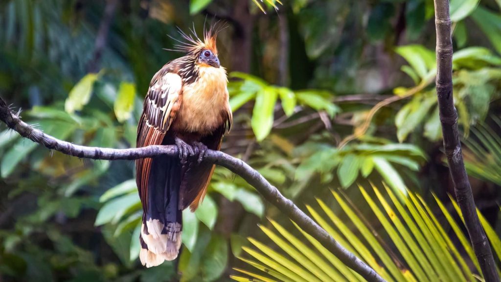 Hoatzin bird with spiky crest and blue face perched on branch in lush tropical rainforest wallpaper