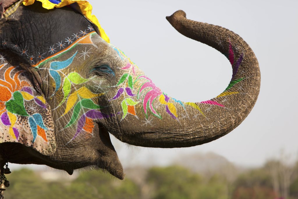 Majestic elephant with colorful floral paint celebrating Holi festival vibrant wallpaper background