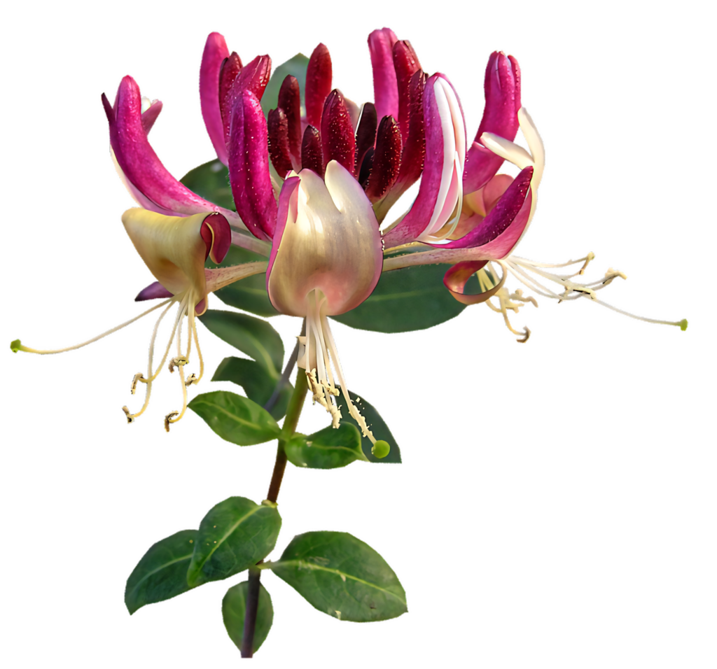 Vibrant Honeysuckle Bloom Wallpaper: Pink & Cream Petals on Clean Background