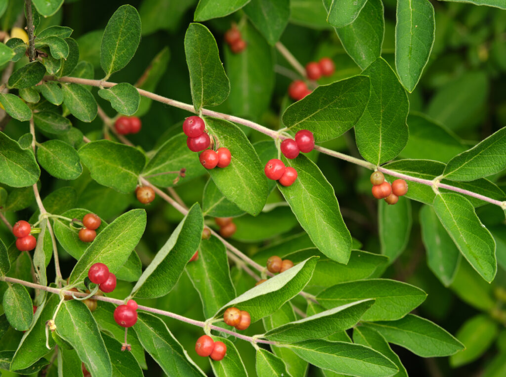 Vibrant Honeysuckle Macro Wallpaper: Lush Leaves & Red Berries