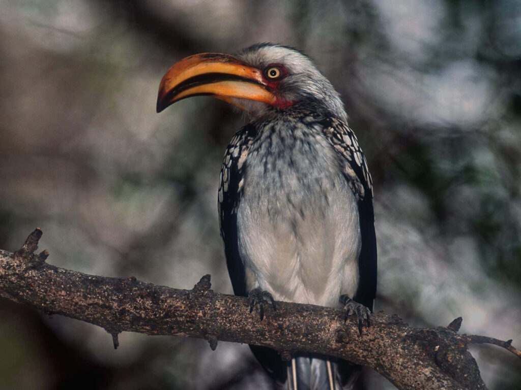 Colorful Hornbill Perched in Tropical Paradise - Nature Adventure Wallpaper