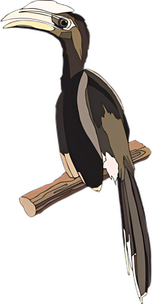 Vibrant Hornbill Wallpaper: Bold Nature Illustration Background