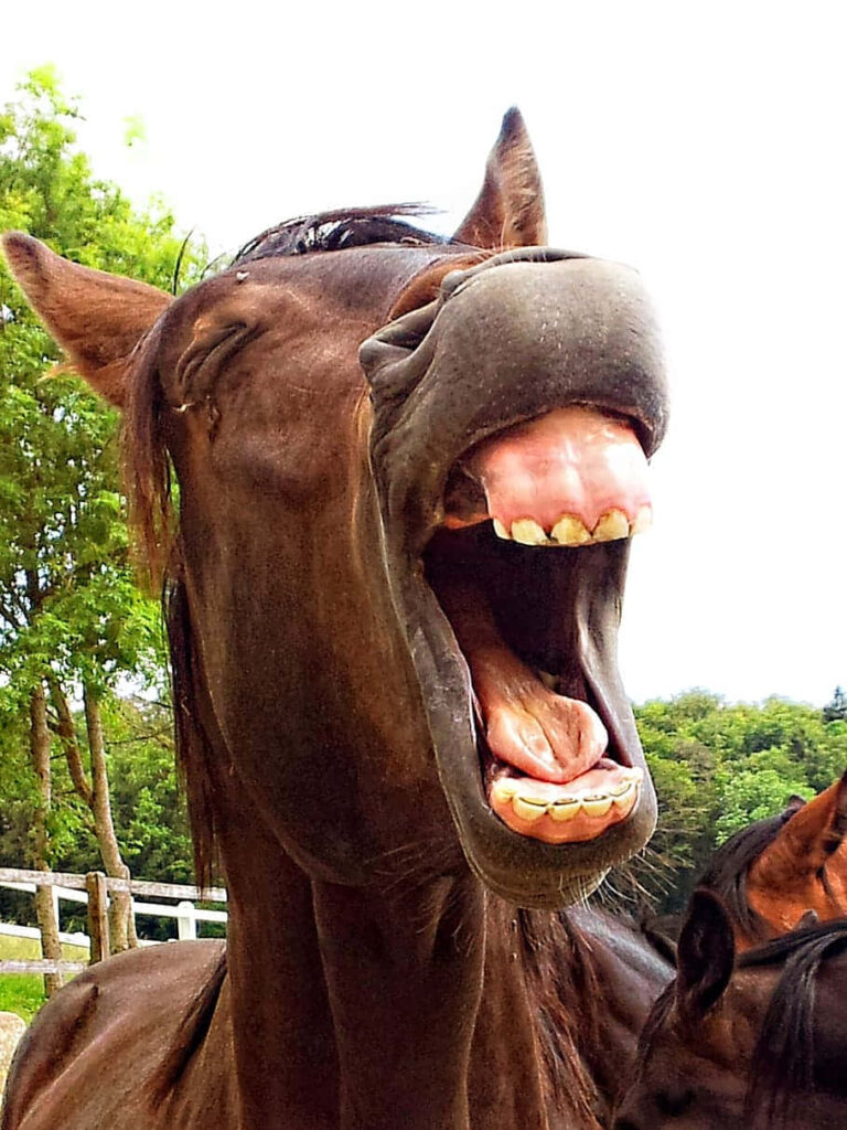 Vibrant Horse Wallpaper: Lively Expression with Green Background