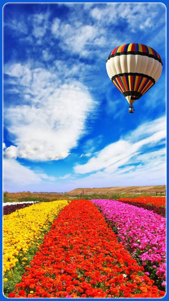 Colorful hot air balloon floats over vibrant flower field under bright blue sky with white clouds Wallpaper