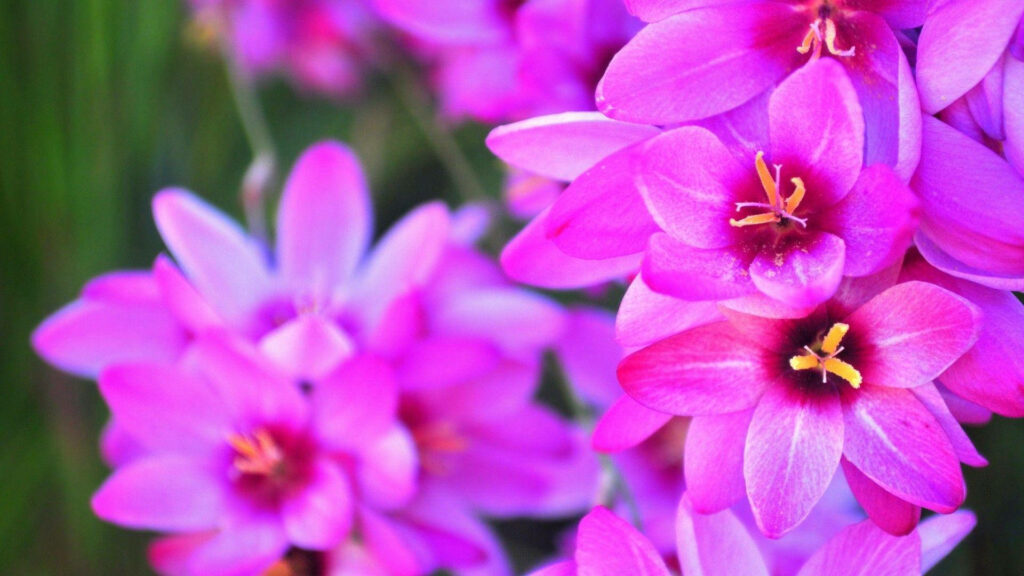 Vibrant Hot Pink Flowers Wallpaper for a Bright, Cheerful Background