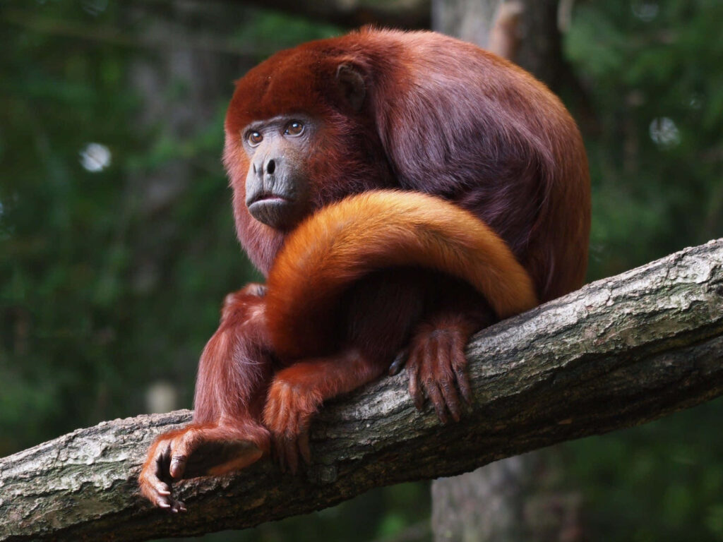Vibrant Howler Monkey on Branch Amidst Lush Greenery Wallpaper