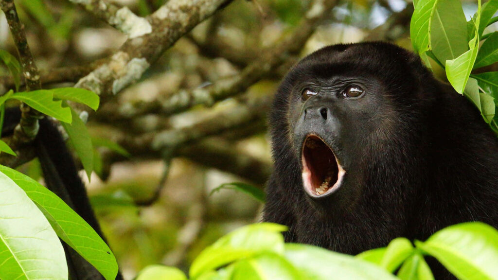 Howler Monkey Vocalizing in Vibrant Forest - Wildlife Wallpaper