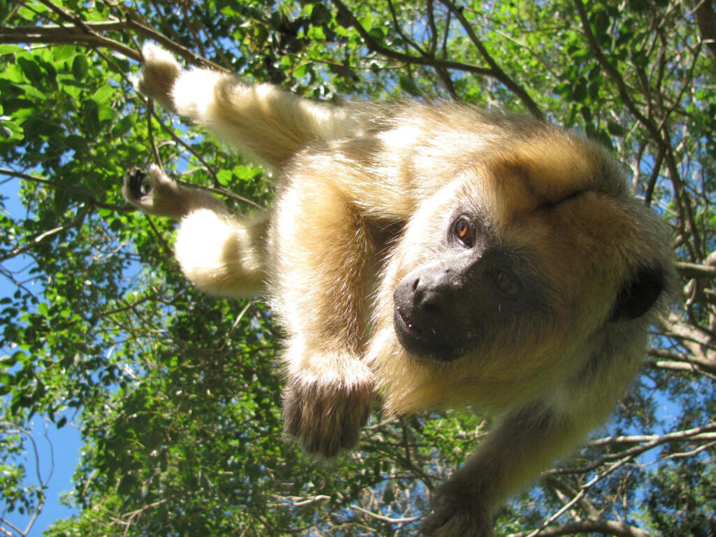 Vibrant Howler Monkey Wallpaper: Playful Nature Amidst Green Foliage