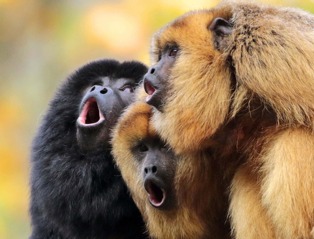 Vibrant Wallpaper: Howler Monkeys Vocalizing in Nature's Embrace