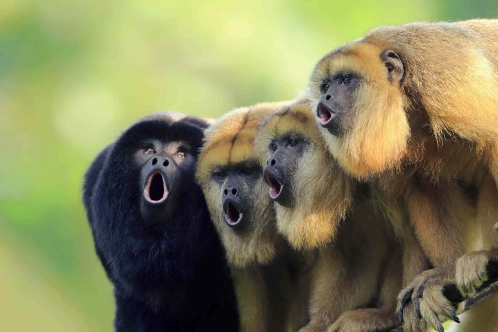 Vibrant Howler Monkeys Vocalizing in Natural Setting Wallpaper