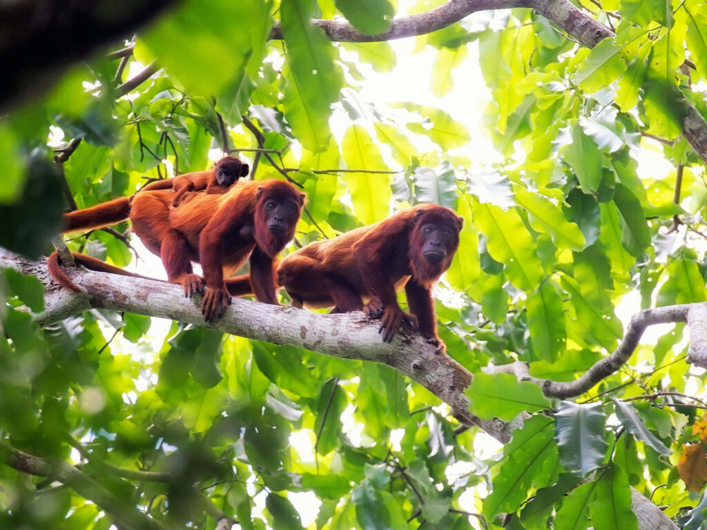 Vibrant Howler Monkeys in Lush Tree Canopy - Nature Wallpaper