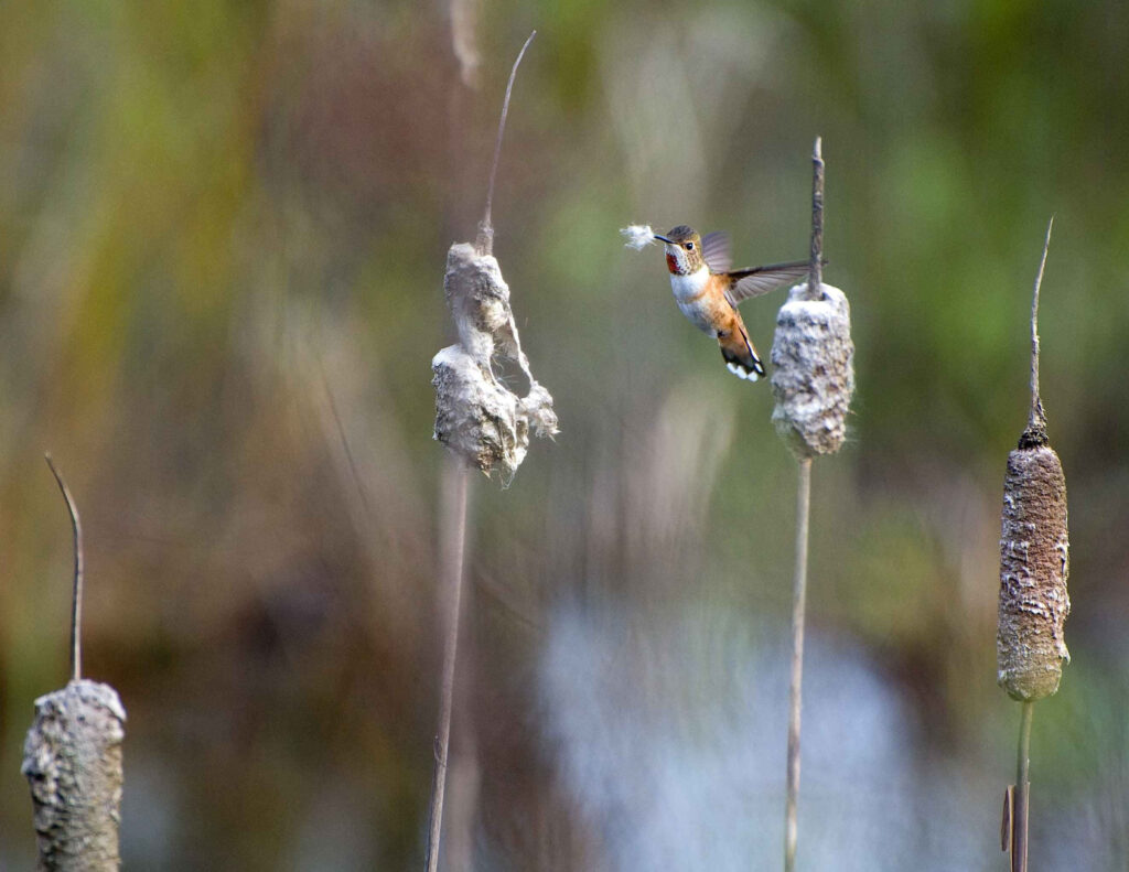 Graceful Hummingbird Above Serene Reeds: Nature's Vibrant Beauty Wallpaper