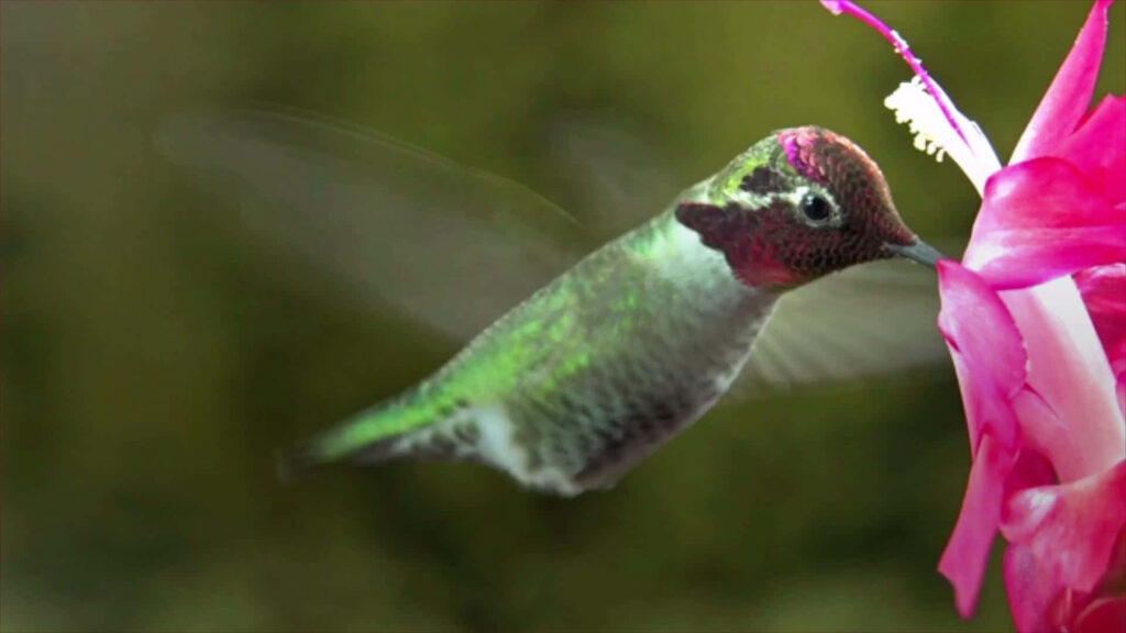 Colorful Hummingbird Sips Nectar from Exotic Flower in Lush Green Wallpaper