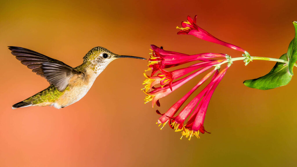 Vibrant Wallpaper of Hummingbird Feeding in Autumn-Toned Background