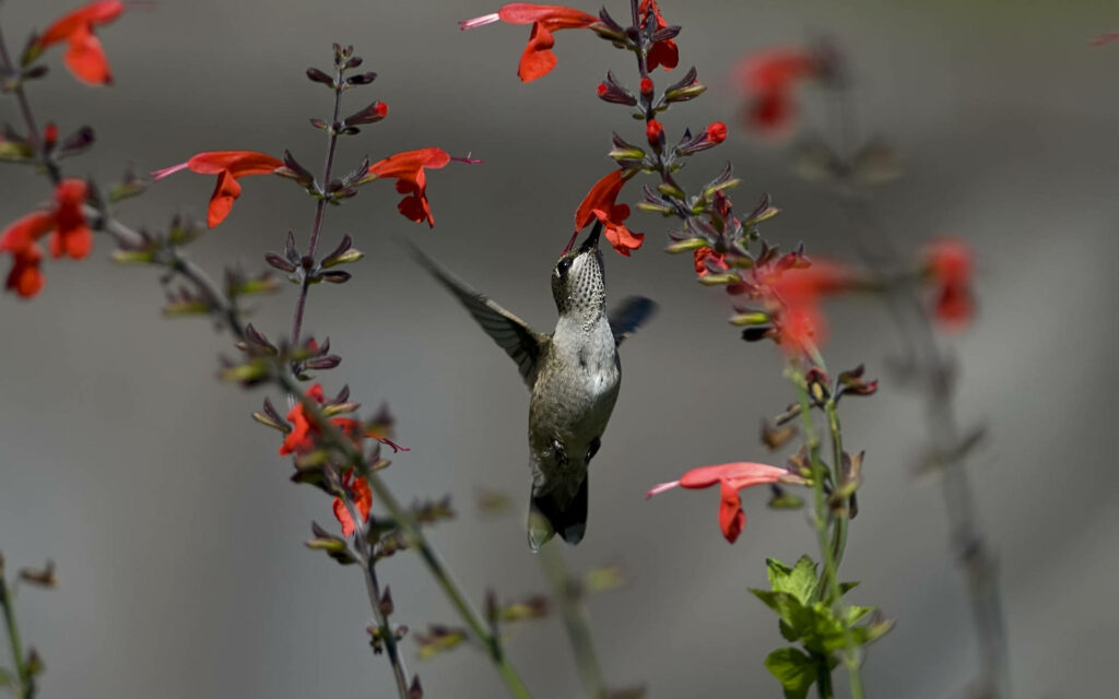 Hummingbird Feeding on Red Flowers: Lively Nature Wallpaper