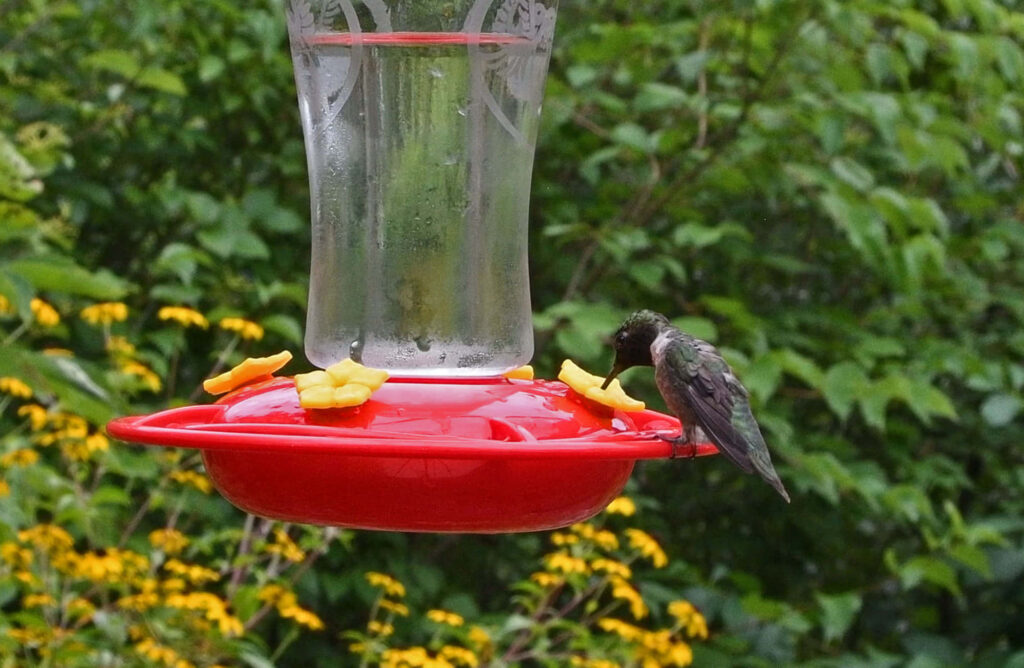 Vibrant Hummingbird Feeds on Red Nectar Among Lush Greenery Wallpaper