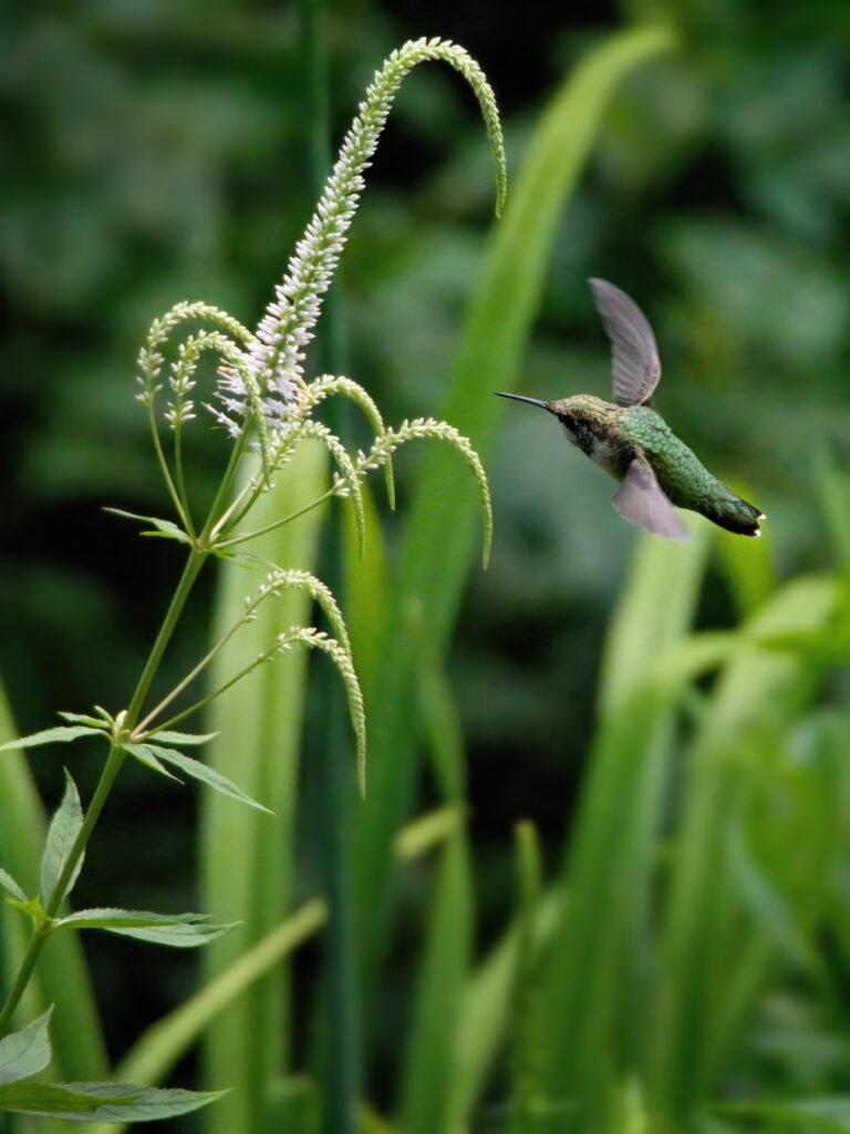 Vibrant Hummingbird Macro Wallpaper Against Lush Green Background
