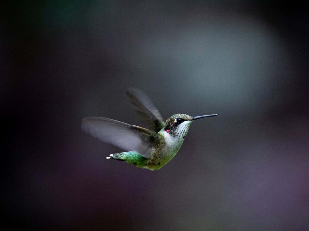 Vibrant Hummingbird in Flight with Blurred Background & Iridescent Feathers Wallpaper