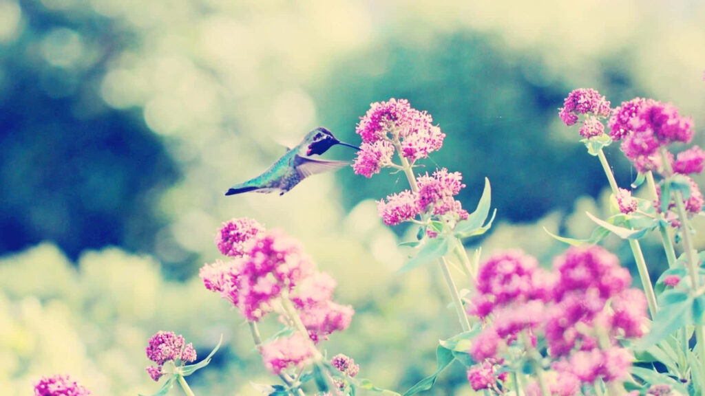 Vibrant Hummingbird Near Pink Flowers in Lush Green Background Wallpaper