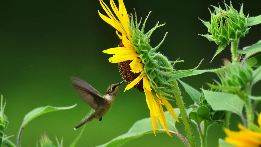 Vibrant Hummingbird Laptop Wallpaper with Bright Sunflower Background