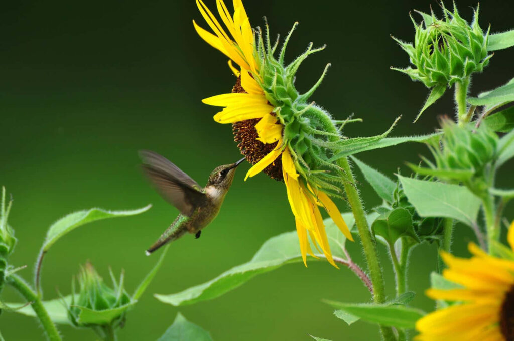 Vibrant Hummingbird & Sunflower Wallpaper: Nature in Motion