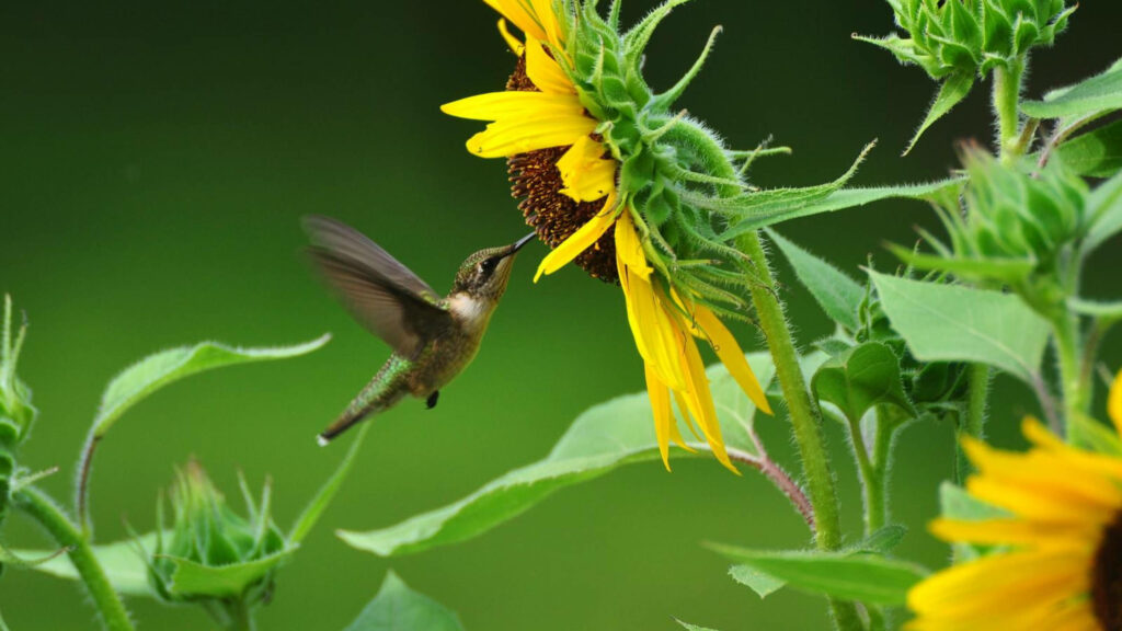 Vibrant Hummingbird & Sunflower Wallpaper in Lush Green Landscape