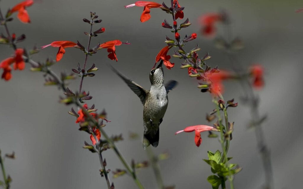 Vibrant Hummingbird 1680x1050 Wallpaper Among Red Flowers