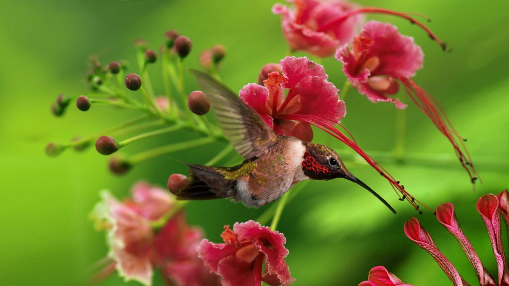 Vibrant Hummingbird Wallpaper | 1920x1080 Floral Background Art