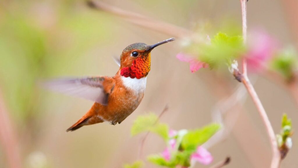 Vibrant Hummingbird Wallpaper in Flight Near Pink Blossoms - 1920x1080