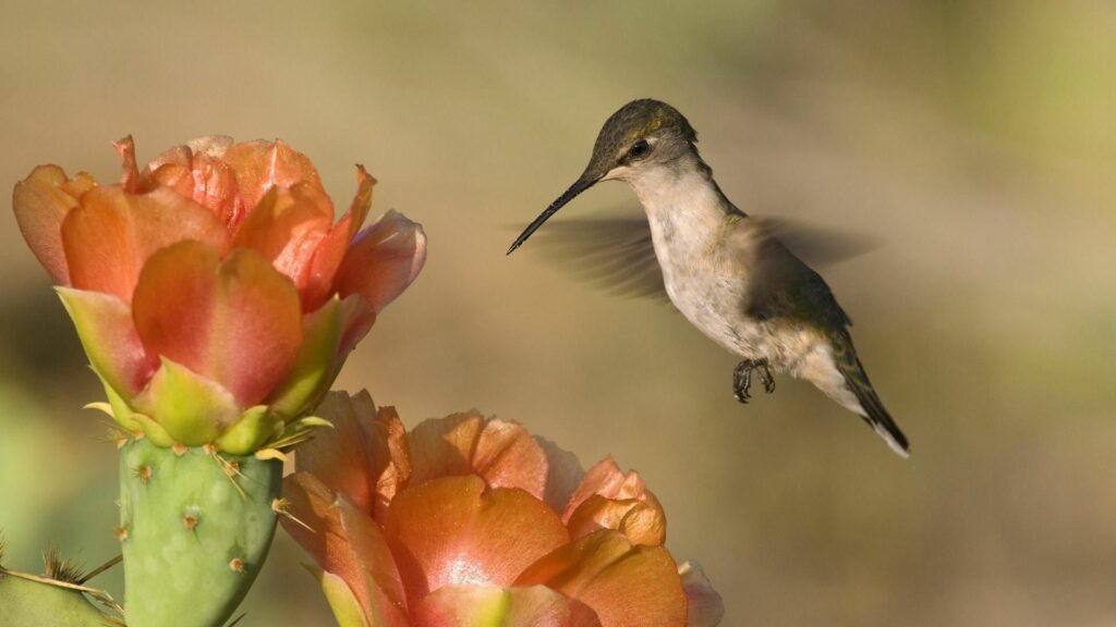 Vibrant Hummingbird Wallpaper: Colorful Hummingbird & Flowers Background