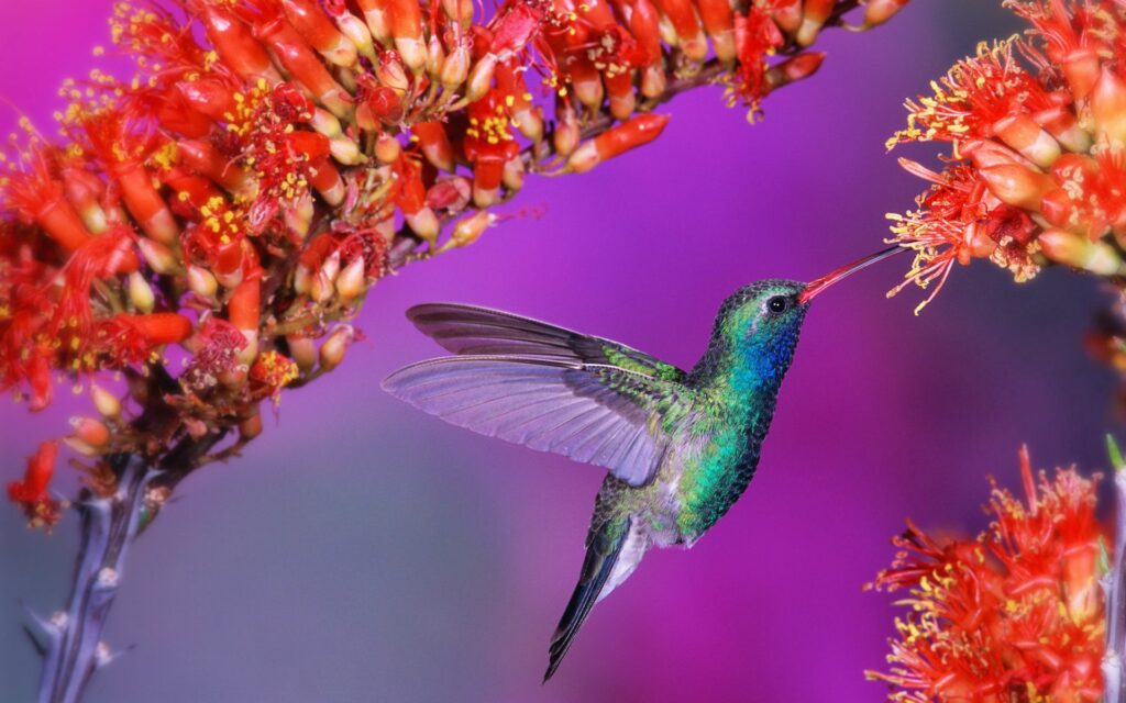 Vibrant Hummingbird Wallpaper: Iridescent Feathers & Colorful Background