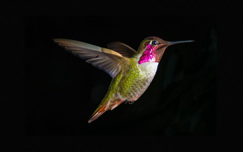Vibrant Hummingbird Wallpaper 2560x1600 - Dark Background Elegance