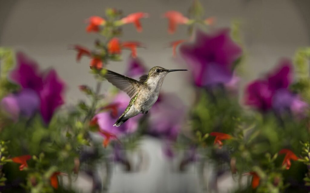Vibrant Hummingbird Wallpaper: Colorful Floral Background in Flight