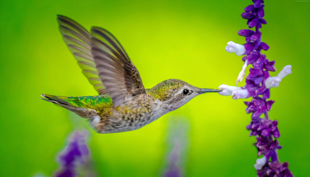Vibrant Hummingbird Wallpaper: Graceful Wings & Purple Flowers