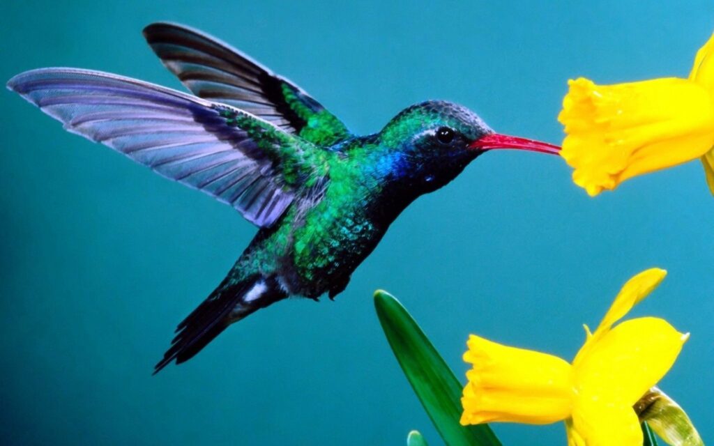 Vibrant Hummingbird Wallpaper: Bright Flowers & Soft Blue Background