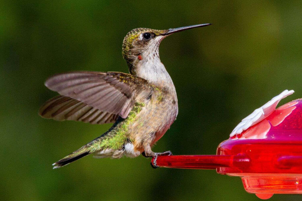 Vibrant Hummingbird Feeding: Iridescent Beauty on Soft Green Background Wallpaper