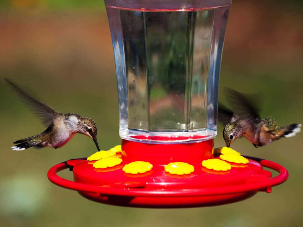 Vibrant Hummingbirds Feeding at Bird Feeder - Nature Background Wallpaper