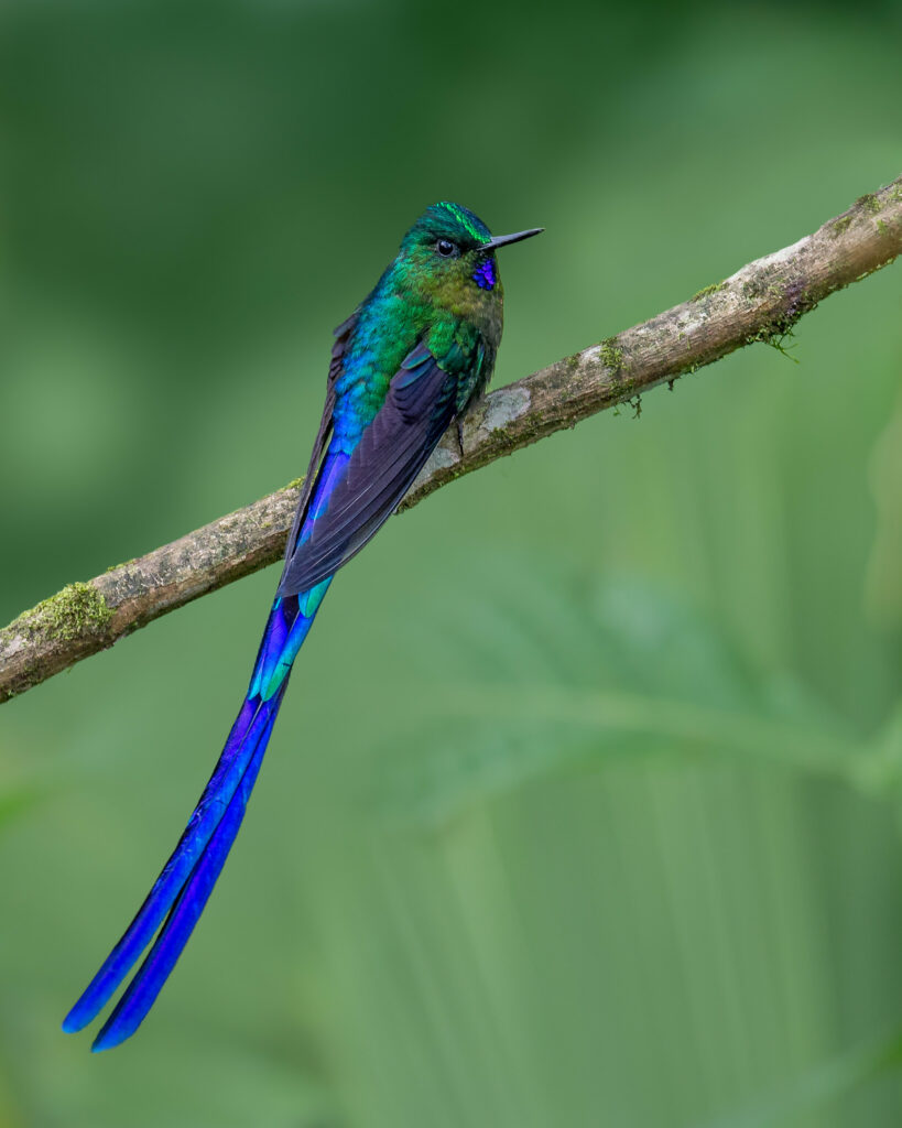 Vibrant Hummingbird Wallpaper: Colorful Feathers on Green Background