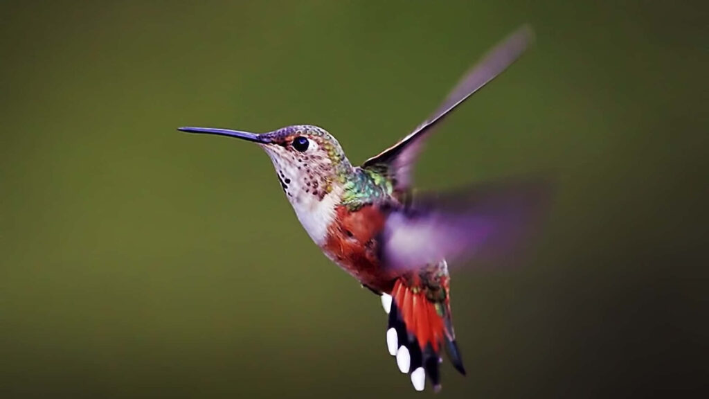 Vibrant Hummingbird Wallpaper: Iridescent Beauty in Mid-Flight