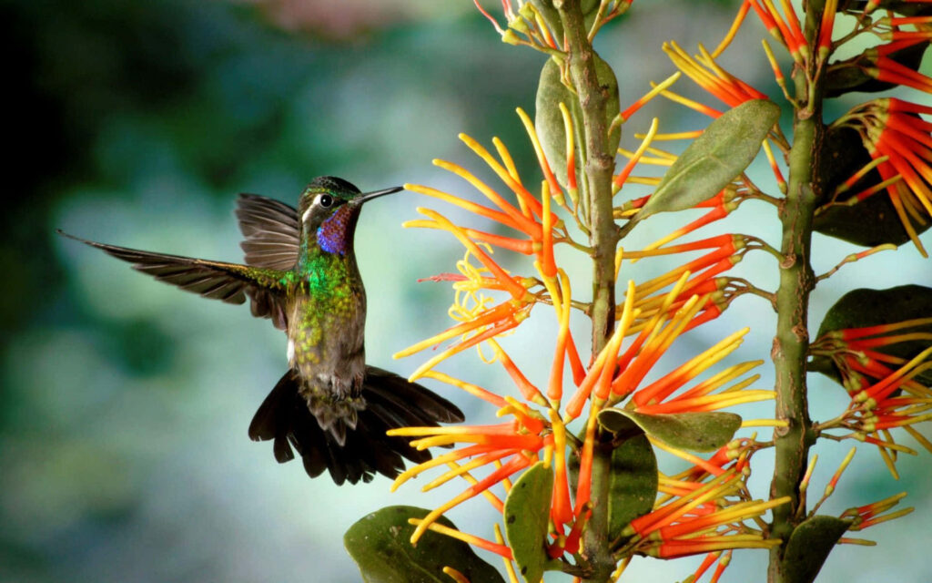 Vibrant Hummingbird Near Bright Orange Yellow Flower Wallpaper