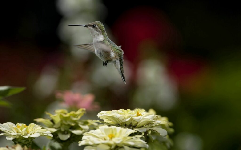 Vibrant Hummingbird Wallpaper with Yellow and Pink Flowers