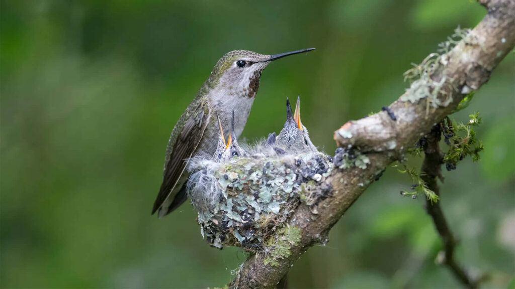 Vibrant Hummingbird Wallpaper: Serene Nature Scene & Nest