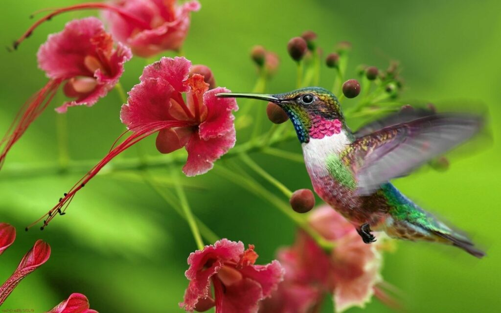 Vibrant Hummingbird Wallpaper: Colorful Scene with Exotic Flower