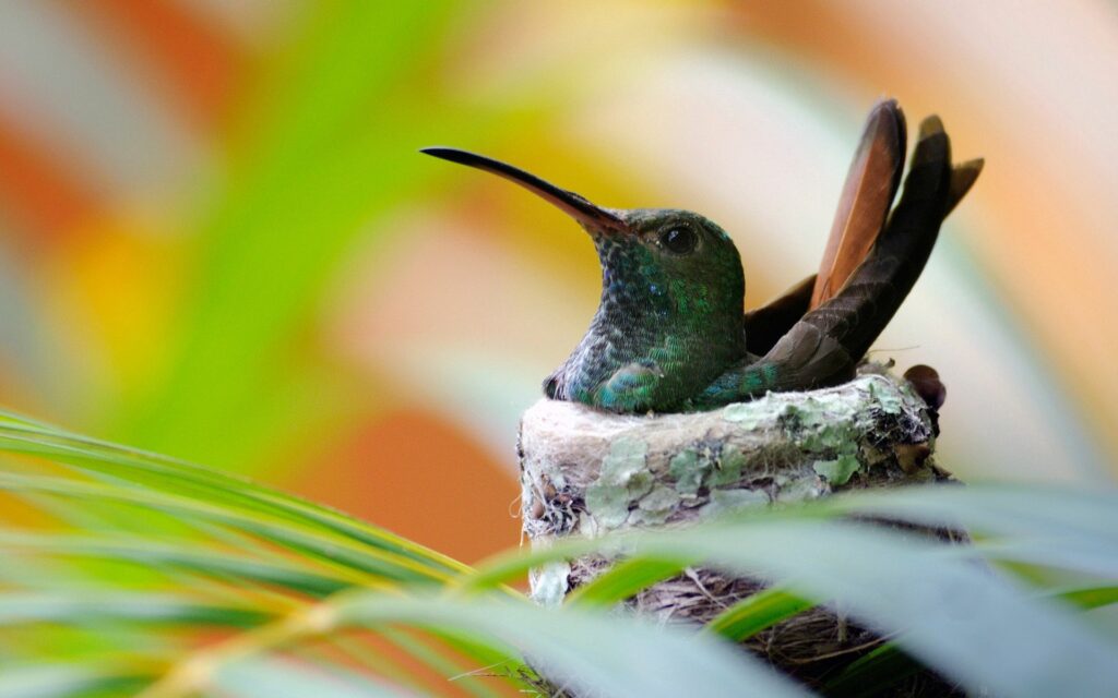 Vibrant Hummingbird Nest Amid Lush Greenery - Stunning Wallpaper